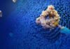 Lycia’s Experimental Therapy Introduces a New Way to Treat Food Allergies Lycia Bound Antibody