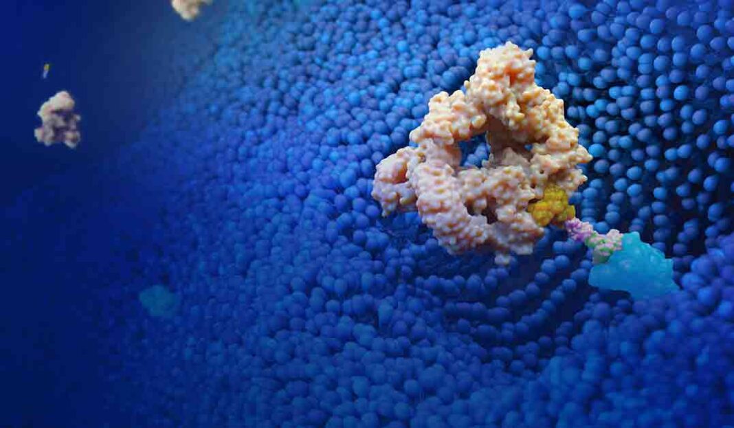 Lycia Bound Antibody