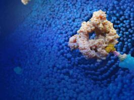 Lycia Bound Antibody