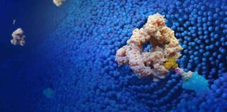 Lycia Bound Antibody