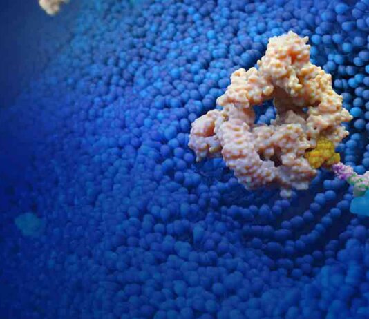 Lycia Bound Antibody
