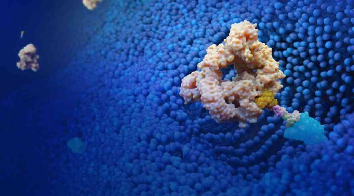 Lycia Bound Antibody