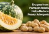 Enzyme from Pumpkin Relative Helps Reduce Peanut Allergenicity Pumpkin Enzyme Peanut - AI-Generated